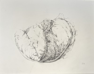 Lot 118 - Jennifer Howard, pencil study of a Cabbage, signed with initials, 23cm x 30cm, with mount, unframed