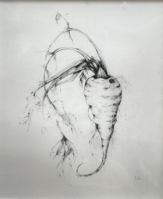 Lot 119 - Jennifer Howard, pencil study of a Parsnip, signed with initials, 29cm x 24cm, with mount, unframed
