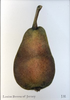 Lot 120 - Jennifer Howard, watercolour study of a Pear, 'Louise Bonne of Jersey', signed with initials, 11cm x 8cm, with mount, unframed