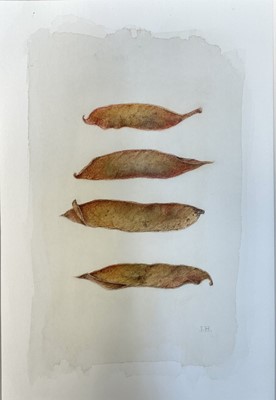 Lot 121 - Jennifer Howard, watercolour study of Bean Pods, signed with initials, 21cm x 13cm, with mount, unframed
