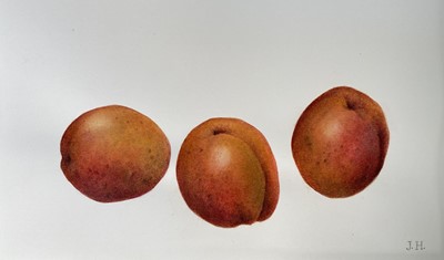 Lot 122 - Jennifer Howard, watercolour study of three Plums, signed with initials, 13cm x 22cm, with mount, unframed