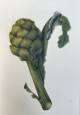 Lot 123 - Jennifer Howard, watercolour study of an Artichoke, signed with initials, 26cm x 17cm, with mount, unframed