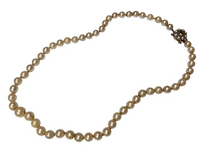 Lot 4 - Cultured pearl single string necklace with a 9ct gold seed pearl and peridot flower head cluster clasp, 41.5cm long