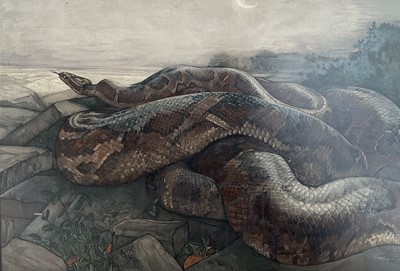 Lot 1062 - E & C Detmold - from The Jungle Book by Rudyard Kipling "Kaa the Python", chromolithograph, Pub. by Macmillan 1908