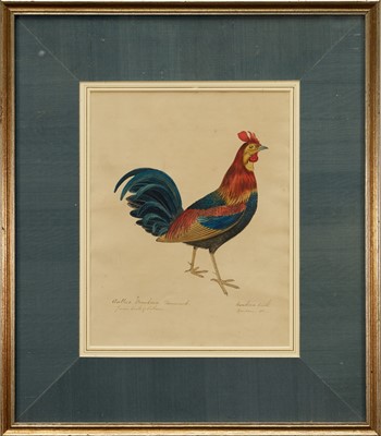 Lot 1037 - Anglo-Colonial School, 19th century, watercolour - Bantam Cockerel, 'Gallus Bankiva Cock', inscribed, 28cm x 22cm, in glazed gilt frame