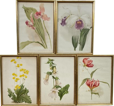 Lot 309 - Group of five botanical lithographs from Flora and Sylva, published by W. Robinson, London 1903-05, 30cm x 22cm, glazed and framed (5)