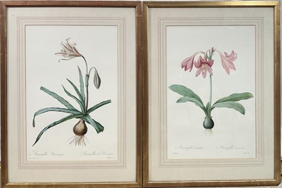 Lot 310 - Two framed prints after Redouté and Langlois, Amaryllis reticulata and Amaryllis Broussonetii, 52cm x 35cm, mounted in glazed gilt frames