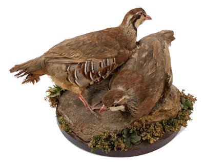 Lot 953 - A brace of French Partridges, mounted on a naturalistic setting and circular wooden base, 30cm diameter x 25cm high