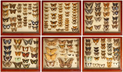 Lot 958 - Good Victorian mahogany twelve drawer collectors' cabinet, housing an impressive collection of butterflies, moths and insects, mostly labelled