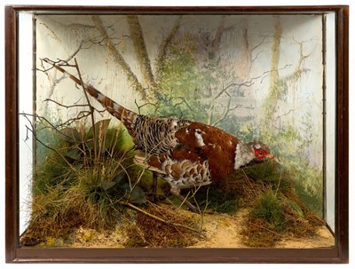 Lot 954 - 1920s Elliot's Pheasant, in naturalistic setting with watercolour decorated case, by Peter Spicer & Son