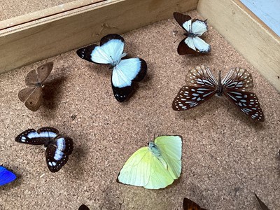 Lot 5015 - Wooden case of butterfly studies