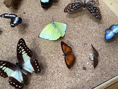 Lot 5015 - Wooden case of butterfly studies