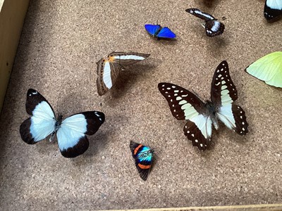 Lot 5015 - Wooden case of butterfly studies