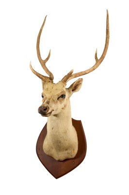Lot 955 - Early 20th century Stag head, mounted on a wooden shield with label verso for Van Ingen & Van Ingen, Mysore
