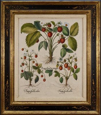 Lot 1012 - After Basilius Besler (1561-1629), hand coloured engraving - Three Varieties of Strawberry, from the florilegium Hortus Eystettensis, 49.5cm x 40.5cm, in good decorative gilt and ebonised frame,...