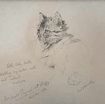 Lot 1007 - Maude Scrivener (Exh. 1907-1917) pencil sketch - 'Little tabby kitten watching my Siskin with evil intent...', inscribed and dated 24/6/03, 13cm square, in glazed frame. Provenance: Fry...