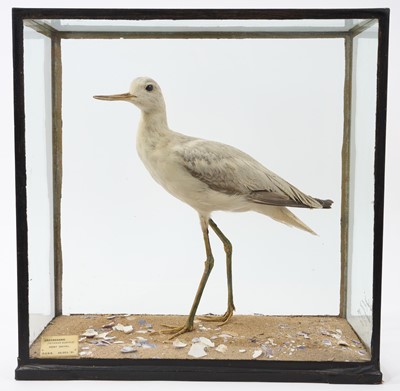 Lot 903 - Edwardian Rowland Ward Greenshank (Totanus Glottis), in naturalistic setting with plaque 'Port Natal. R.O.B.B. 30. Dec. '01', signed to side of glazed case, 33cm high x 32.5cm wide x 18cm deep <...