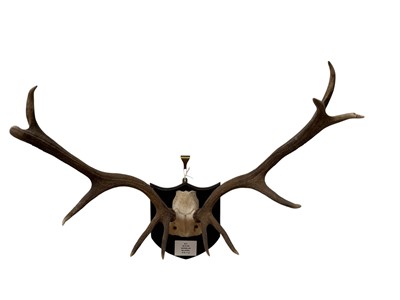 Lot 904 - Pair of Red Stag antlers, mounted on a shield with applied plaque 'M.O. (Sir Michael Oswald, G.C.V.O) 29-9-84 Abergeldie, Balmoral, 13st 7lb.'