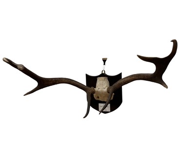 Lot 905 - Pair of Red Stag antlers, mounted on a shield with applied plaque 'M.O. (Sir Michael Oswald, G.C.V.O) 17.10.85, Burn of The Grave, Spittal, Balmoral, 12st 10lbs'