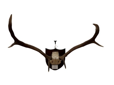 Lot 906 - Pair of Red Stag antlers, mounted on a shield with applied plaque 'M.O. (Sir Michael Oswald, G.C.V.O) 13.10.83, Spittal, Balmoral, 17st 1lb'