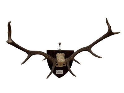Lot 907 - Pair of Red Stag antlers, mounted on a shield with applied plaque 'W.R.M.O. (Sir Michael Oswald, G.C.V.O) 17.9.65, Strathconon, 15st 5lbs'