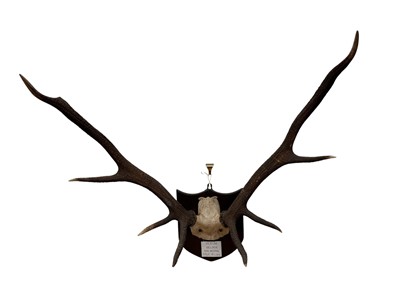 Lot 908 - Pair of Red Stag antlers, mounted on a shield with applied plaque '13.10.86, Gelder, Balmoral, 13st 6lbs' (shot by Sir Michael Oswald, G.C.V.O)