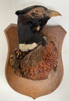 Lot 924 - 1920s Pheasant head mounted on an oak shield, unusually with two beaks, a label verso stating 'Pheasant with two beaks. Shot during a visit of H. M. King George Vth to Elveden Hall, Suffolk, 7th...