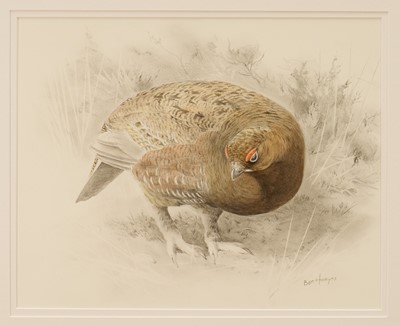 Lot 969 - *Ben Hoskyns (b.1963) pencil and watercolour - A Red Grouse, signed, 30.5cm x 38cm, in glazed gilt frame