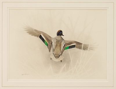 Lot 970 - *Ben Hoskyns (b.1963) pencil and watercolour - A Teal in Flight, signed, 29.5cm x 40.5cm, in glazed gilt frame