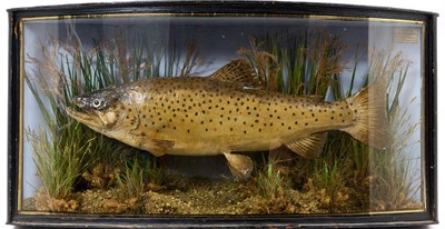 Lot 937 - Victorian J. Copper & Son Brown Trout, naturalistic setting in bow front glazed case, with Copper label, 48.5cm wide x 24cm high x 12.5cm deep