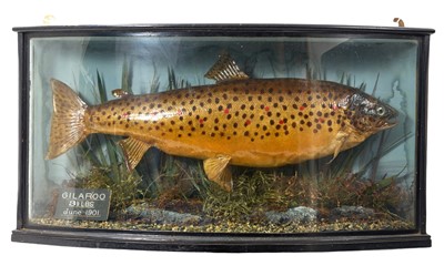 Lot 938 - Edwardian Gillaroo, in naturalistic setting and glazed bow front case with plaque 'Gilaroo, 3 1/2lbs. June 1901', attributed to Williams of Dublin, 60cm wide x 31cm high x 17cm deep. NB: The Gil...