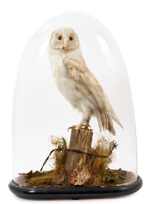 Lot 919 - Late Victorian Barn Own, re-mounted on a naturalistic wooden perch and presented beneath a glass down on oval ebonised base, 51cm high overall
