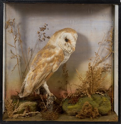 Lot 949 - Late Victorian Barn Own, in naturalistic setting and glazed case, label verso for W. Alderton, 8 Queen Street, Haverhill, 43cm high x 41cm wide x 15cm deep