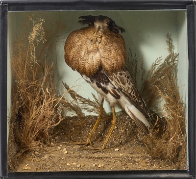 Lot 948 - Early 20th century Ruff, in naturalistic setting and glazed case, 29cm high x 31.5cm wide x 16.5cm deep