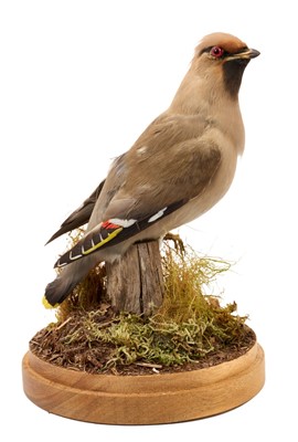 Lot 943 - A Waxwing, in naturalistic setting, presented beneath a glass down, 28cm high overall