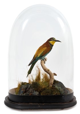 Lot 944 - A European Bee Eater, perched on a branch in naturalistic setting, presented beneath a glass down, on wooden base, 47cm high