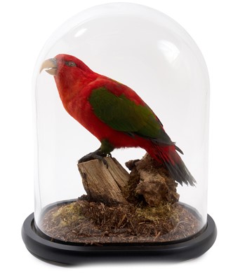 Lot 940 - A Chattering Lory (Lorius garrulus), mounted on a branch, presented beneath a glass dome, on ebonised base, 32cm high