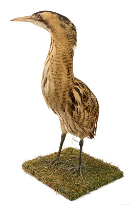 Lot 928 - A Bittern, standing on naturalistic base, 58cm high