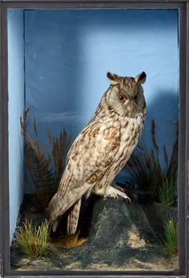 Lot 947 - Early 20th century Long Eared Owl, in naturalistic setting and glazed case, bearing label verso for F. C. Saunders, Great Yarmouth, 53.5cm high x 36cm wide x 26.5cm deep