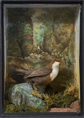 Lot 950 - Early 20th Dipper, in naturalistic setting with watercolour back to glazed case, 36cm high x 26cm wide x 11cm deep