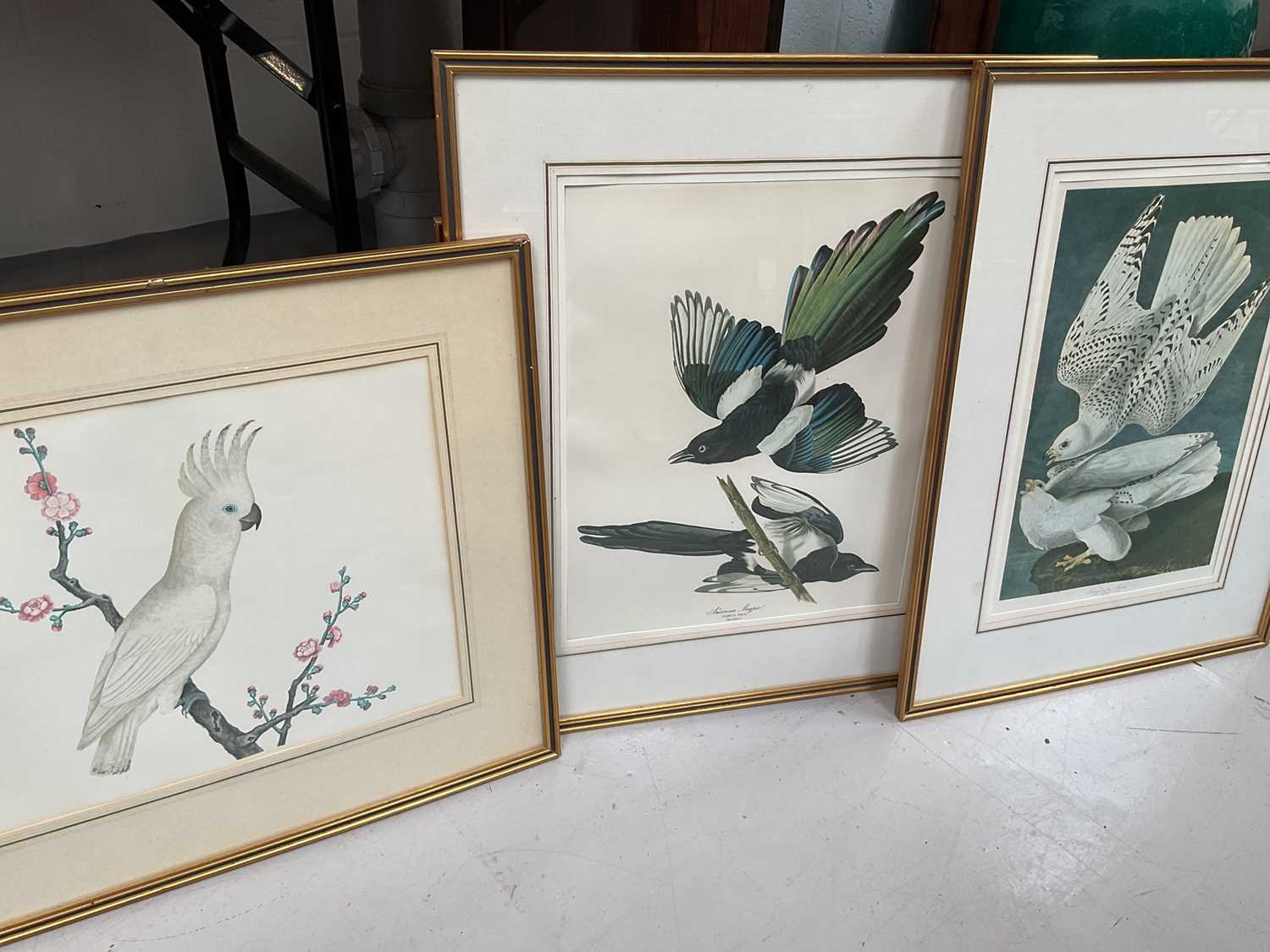 Lot 5156 - Group of modern framed bird prints, including birds of America