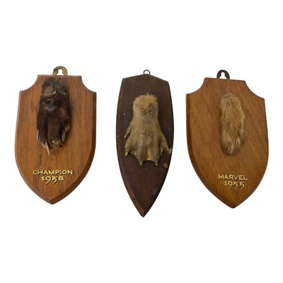 Lot 180 - Three mid 20th century sporting trophies, feet from Hare, Otter, Fox, mounted on shield shaped plaques