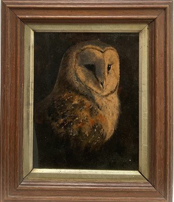 Lot 187 - English School, oil on board, A Barn Owl, 21cm x 16cm, glazed frame