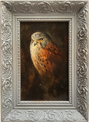 Lot 188 - English School, oil on board, A Kestrel, 22cm x 14cm, framed