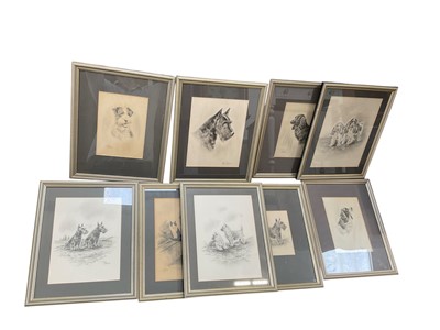 Lot 5203 - Herbert Wynn Hellings (1873-1948) group of nine pencil studies of dogs, signed, all in glazed frames