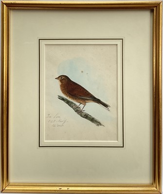 Lot 85 - Early Victorian watercolour of a bird, 16cm x 12cm, in glazed frame.