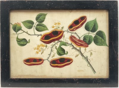 Lot 102 - Chinese painting on rice paper, Bean Pods on Stem, 17cm x 24cm, in glazed frame.