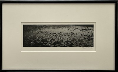 Lot 291 - Duncan McNicol, contemporary, signed photographic print - Lily Pond, signed and dated '03, 16.5cm x 42.5cm, in glazed frame