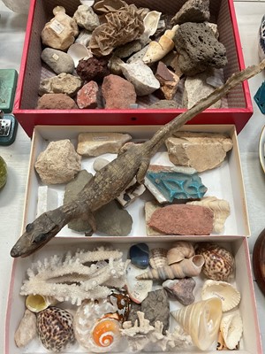 Lot 307 - Collection of stone specimens, shells and a taxidermy caiman