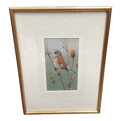 Lot 32 - Trevor Boyer (b.1948) acrylic - Linnet on Teasel, signed, in glazed gilt frame. Provenance: The Wildlife Art Gallery, Lavenham
